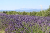 lavande sur plateau des Claparèdes