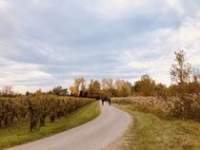 Entre vignobles et vergers Entre vignobles et vergers