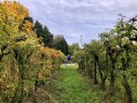 Circuit vélo entre vignobles et vergers Circuit vélo entre vignobles et vergers