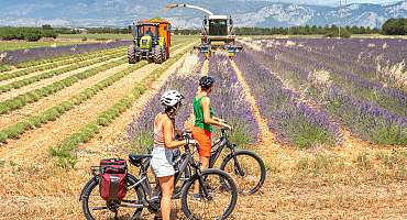 Stations Bee's - Saint Laurent du Verdon 