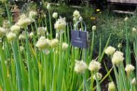 Jardin botanique de la Citadelle