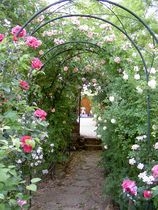Roses en fleurs Roses en fleurs