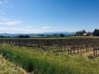 Vignobles Vignobles