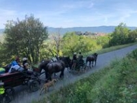 Provence Hippo Services Provence Hippo Services