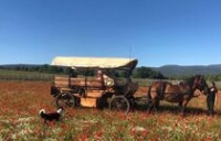 Provence Hippo Services Provence Hippo Services