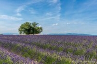 Distillerie de Lavande & Plantes Aromatiques – Les Agnels Distillerie de Lavande & Plantes Aromatiques – Les Agnels