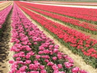 tulipes tulipes