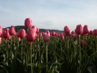 Tulipes Tulipes