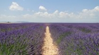 Valensole