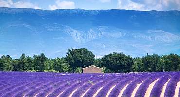 Plateau de Valensole