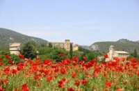 lourmarin_coquelicots_01