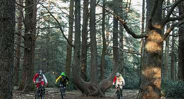 Circuit VTT n°49 - Forêt des Cèdres du Petit Luberon