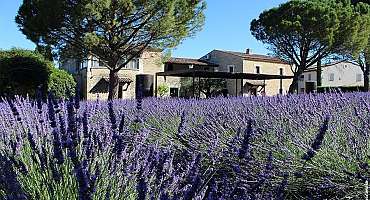 Lavender Museum