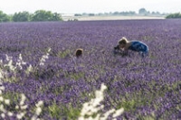 Valensole