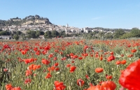 Cadenet Coquelicots