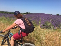 Oliveraie Plerimond - vélo lavande Oliveraie Plerimond - vélo lavande