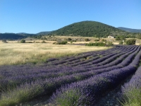 Les Granges - champ de lavande Les Granges - champ de lavande