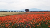 Champs de coquelicot